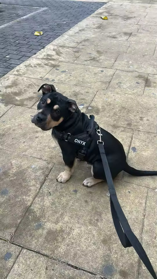 Antes/después: perro tirando vs. caminando al lado